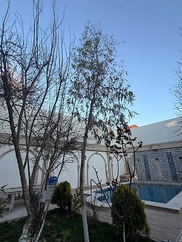 qoltuq ağacı: Ekalipt ağacı – həyət/bağ üçün dekorativ və ətirli ağac - Növ — 1