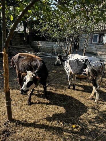 yerli inekler: Məhsul: Mal-qara (2 baş düyə/inek) Təsvir: - Şəkillərdə 2 baş — 2