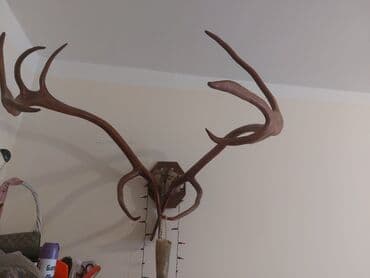 kecibuynuzu behmezi kisiler ucun: Maral buynuzu satılır,1metrden hudurdu tebii maralin buynuzudur — 2