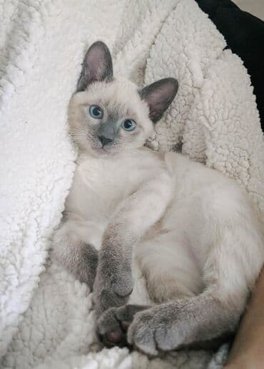 van pişiyi qiymeti: Siam — 1