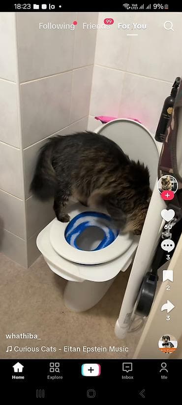 cins pisikler: Bu pişikden axtarıram.Kimde varsa alıram — 4