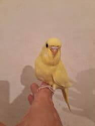 hələb kecilərin qiyməti: Çex balalar satilir Ümumi 4 ədəd var. Ədədi 30 azn. Yeni yeme — 4