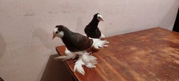 попугай ара цена: Satılır cütü 100 manat — 6