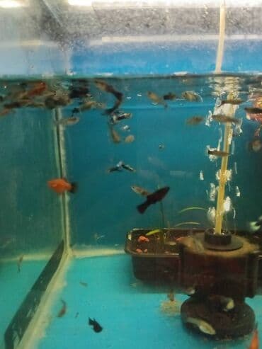 oskar balığı: Quppi, Sülhsevər — 3