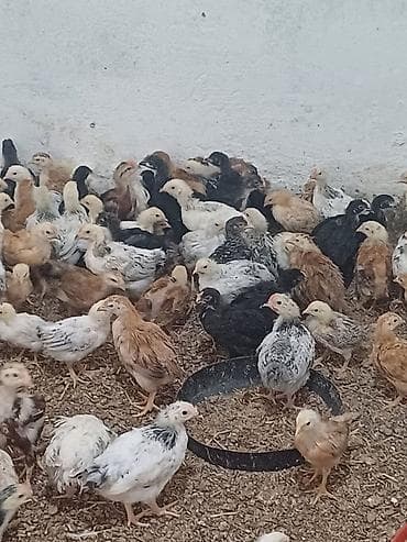 qaz cuceleri: Toyuq cücələri, Ətlik — 2