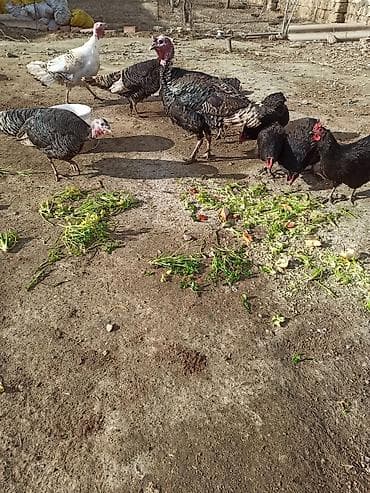 mehebbet quşu: Salam 1 erkək 3 dişi hinduşka satılır həyət şəraitində saxlanılır — 4