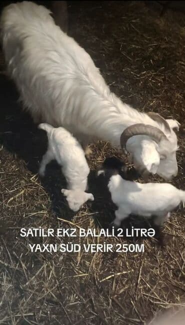 Dişi, il: 3, Südlük, Ünvandan götürmə lalafo.az -da Dişi, il: 3, Südlük, Ünvandan götürmə