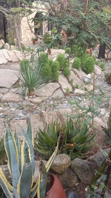 ağ dırnaq modelleri: Landşaft dizayin ummi abadliq qazon agaclar gul ciceklerlə bağlarin — 2