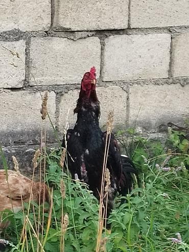 quş yarım tip: Satılır: kənd toyuğu xoruzu - Cins tipi: uzunboyun, sərt bədən — 3