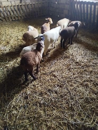 Qoyun-quzu sürüsü - Şəkillərdə müxtəlif rəngli (ağ, qəhvəyi, qara və — 3