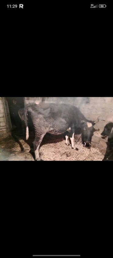 Süd inəyi - Qara rəngli, alnında və ayaqlarında ağ ləkələri olan inək