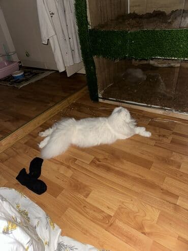 pişiklər bala: Şotland uzun tüklü, Yaxşı əllərə — 6