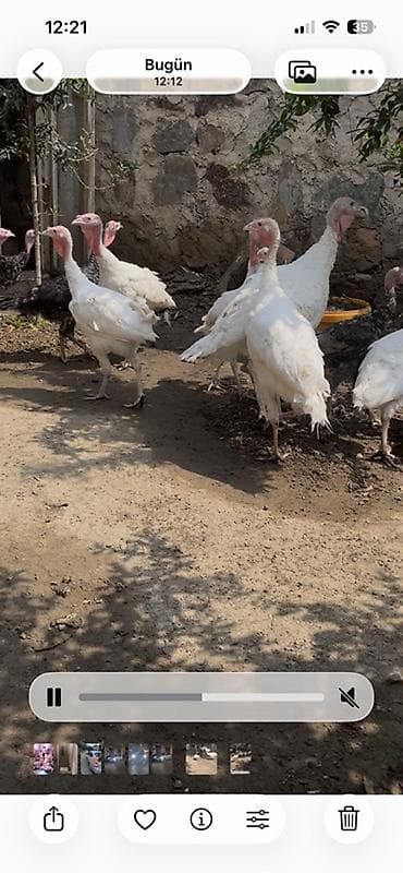 cins it: Məhsul: hinduşka (şəxsi təsərrüfatdan) Təsvir: - Ağ və qara rəngli — 4