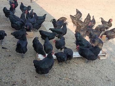 alman coban: Toyuq, Yumurtalıq — 2