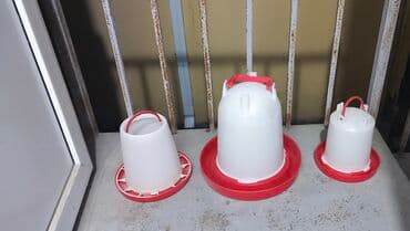 hise verilmis toyuq: Çox az müddət toyuq saxlamaq məqsədilə şəxsi istifadə üçün — 5