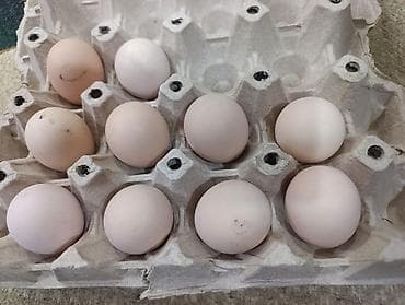 Yumurta: Avstrolop yumurtası təmiz qan - Rəng: açıq krem/ağ çalarlar - Ölçü — 1