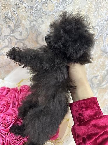 lalafo ev heyvanlari: Pudel, 3 ay, Sənədli — 4