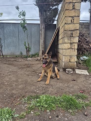 balaca ağ itlər: Alman çoban iti, 7 ay — 4