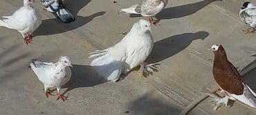 haski satilir: Satılır: Fantail tipli dekorativ göyərçin Xüsusiyyətlər: - Rəng — 12