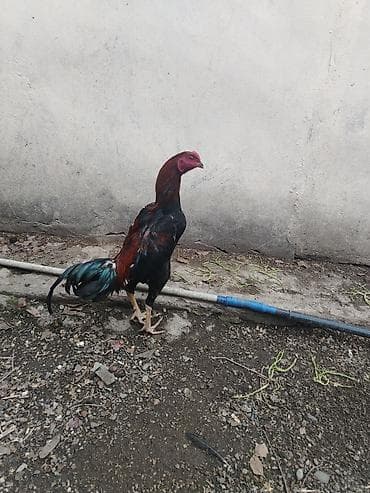 at ucuz: Satılır: Xoruz (uzunboyun, atletik quruluşlu) - Cins tipi: oyun/şamo — 1