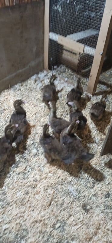 lal ördək satılır: Təmiz krasnadar balaları satılır — 1