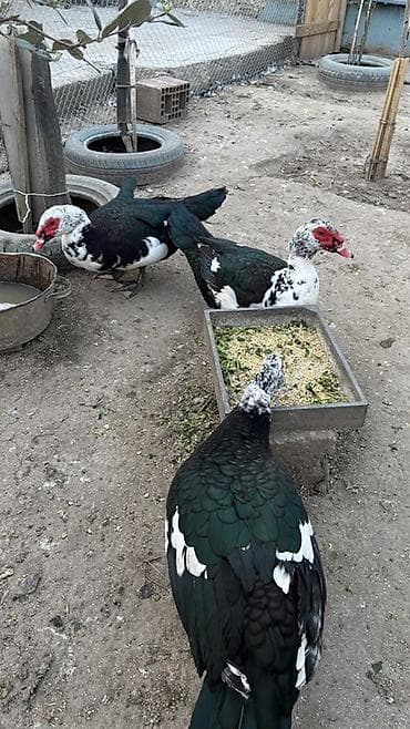 Misk ördəkləri (hind ördəyi) – qara-yaşıl parıltılı lələklər, ağ