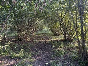 xacmazda findiq bagi satilir: Kənd təsərrüfatı — 15