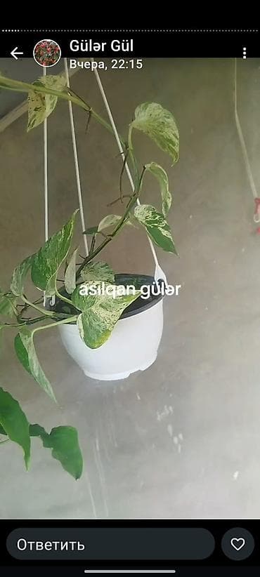 sam agaclari: Sitrus 🍋‍🟩 ağaclarımizda var satisimizda Yox yoxdur demək olar — 7