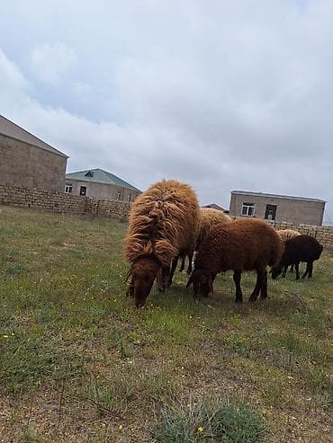 qoyun qiymətləri: Qala qoçu satılır. 1yaş 11 aylıqdır. Tam sağlamdır. Qoyun sürməyi — 2