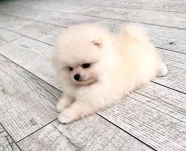 xarici it adlari: Şpitz — 1