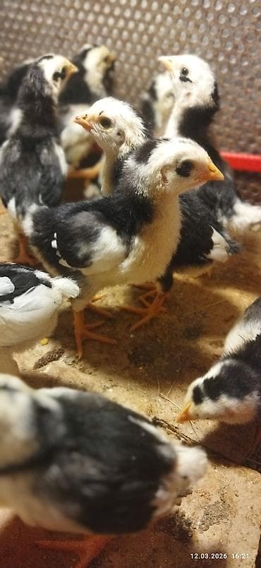 coban iti satilir: Toyuq, Damazlıq, Ünvandan götürmə, Ödənişli çatdırılma — 7