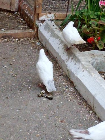 Quşlar: Goyercinler ciiii balalar.ucuwlarina oynagkarina cvbdehem nomrede — 3