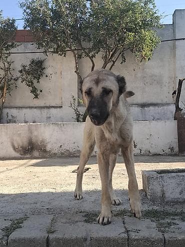 kangal iti satilir: Kanqal, 2 il, Dişi, Cütləşmə üçün — 1