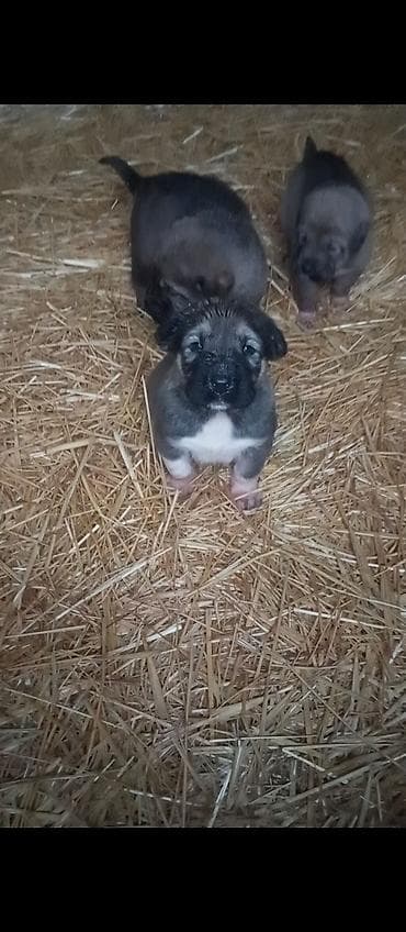 ev itlərinin satışı: Salam tecli satllır dagsdan sortudu 1aylxdır isdeyen zeng vura biler — 1