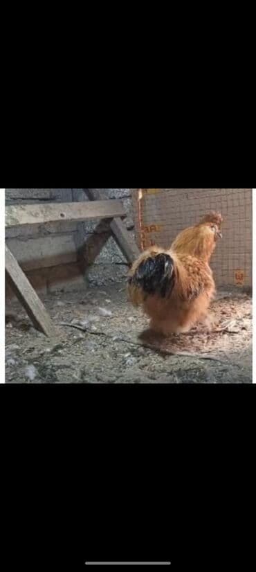 simental inekler satilir: Məhsul: Ev quşu – dekorativ toyuq/cücələr (ipək tipli, tüklü) Təsvir — 1