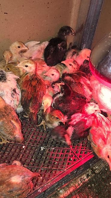 Toyuq cücələri, Ətlik