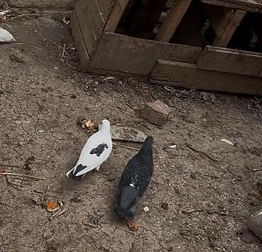 Salamlar 2goyercini ayin 22si qacrmisam 2side mayadir cepin ayaqinda