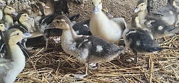col ordəkləri: Muscovy ördəyi balaları (indi yetişdirilən) - Növ: Muscovy (hind — 3