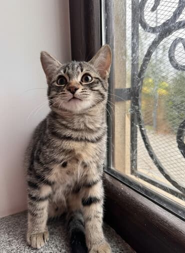 en iri it cinsi: Yaxşı əllərə — 2