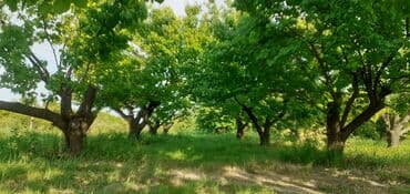 tebii alma sirkesi satisi: Məhsul: Ərik bağı – yetişmiş ərik meyvələri Təsvir: - Şəkillərdə — 2