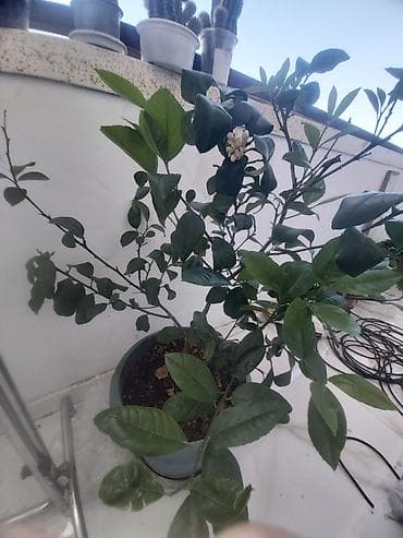 Limon ağacı. 40 azn
