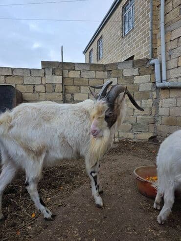 Jeep: Erkək keçi – boynuzlu, saqqallı, ağ xallı tükə malik. Xüsusiyyətlər — 1