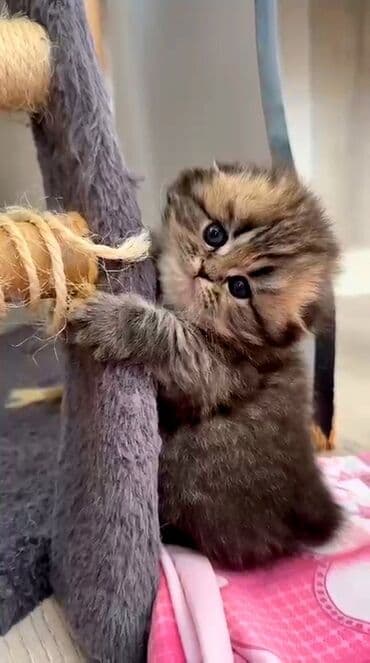 pulsuz pişiklər: Şotland, Dişi, Ünvandan götürmə, Pulsuz çatdırılma — 2