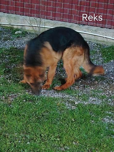 akita it: Alman çoban iti, 10 ay, Erkek, Ünvandan götürmə — 3