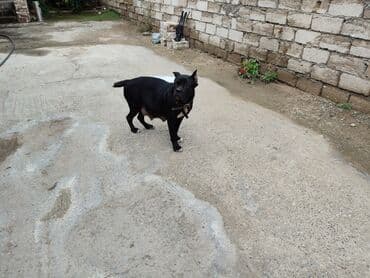 кане корсо цена: Kane-Korso, 1 ay, Sənədli, Ünvandan götürmə, Pulsuz çatdırılma, Ödənişli çatdırılma — 4