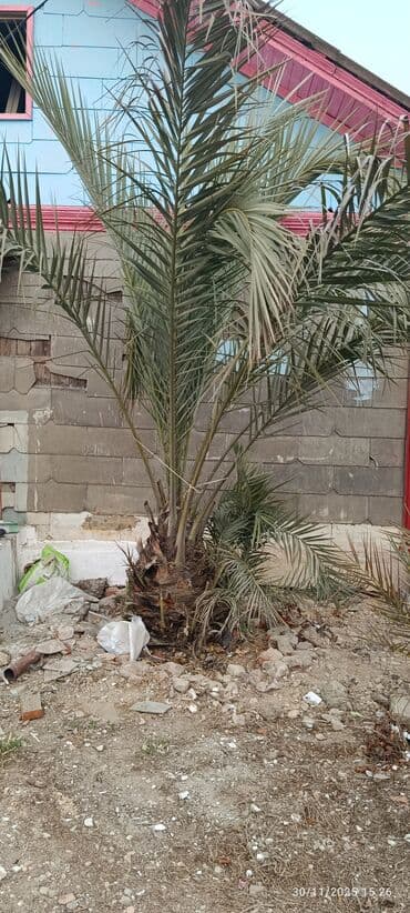 Xurma (palma) ağacı - Növ: Xurma/palma (phoenix tipli dekorativ