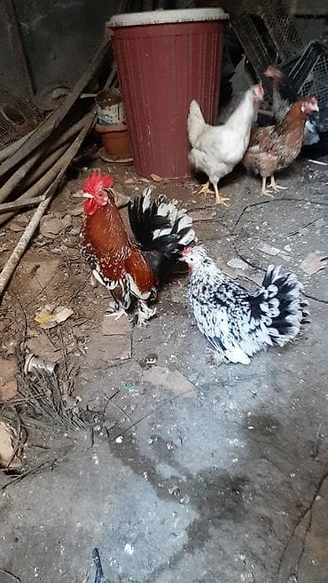 cins dana: Toyuq, Damazlıq — 1