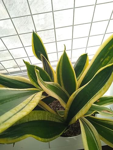 ev gulleri satisi: Сциндапсус N-Joy — 1