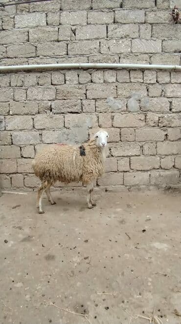 Akvariumlar: Razilasmaq olar — 5