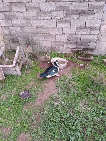K/t heyvanları üçün mallar: Lal ördək cavan Erkek 30 dişi 20 azn öz həyətimin heyvanlaridi cuzi — 5